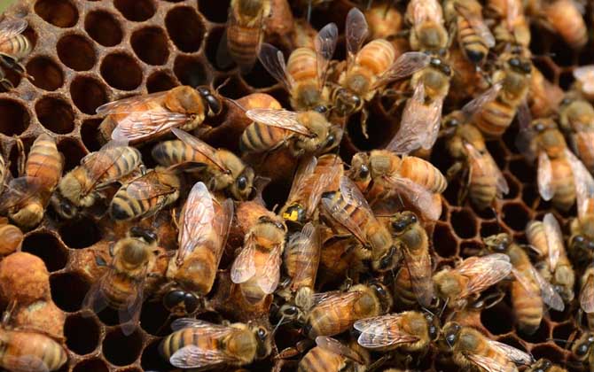 蜂王一般多少錢一只? 蜂王多少錢一只