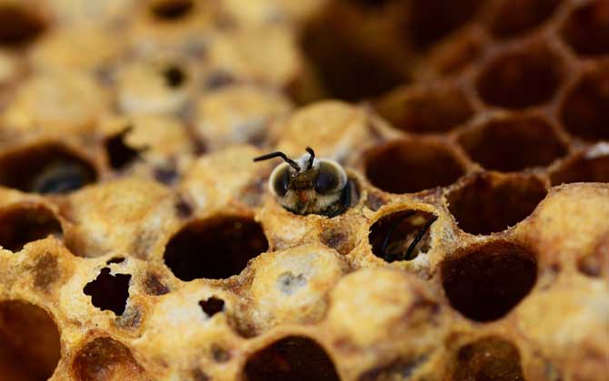 蜜蜂夏季管理技術視頻 蜜蜂夏季管理技術