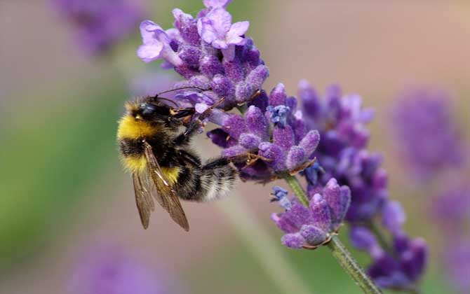 蜜蜂爬蜂病的癥狀及防治 蜜蜂