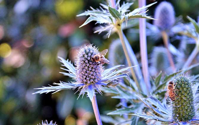 「基礎(chǔ)篇」蜂群的組成及分工 蜜蜂