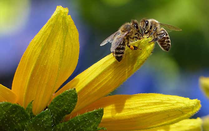 「基礎(chǔ)篇」蜂群的組成及分工 蜜蜂