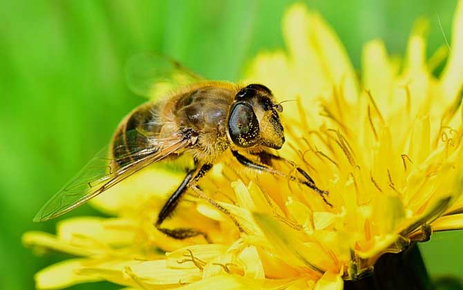 「基礎(chǔ)篇」蜂群的組成及分工 蜜蜂