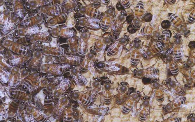 「基礎篇」蜜蜂的種類大全及優缺點 卡尼鄂拉蜂