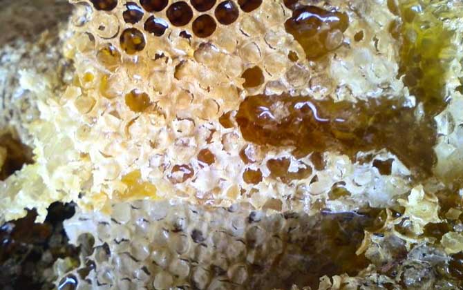 純野生蜂蜜二百元一斤貴嗎? 野生蜂蜜