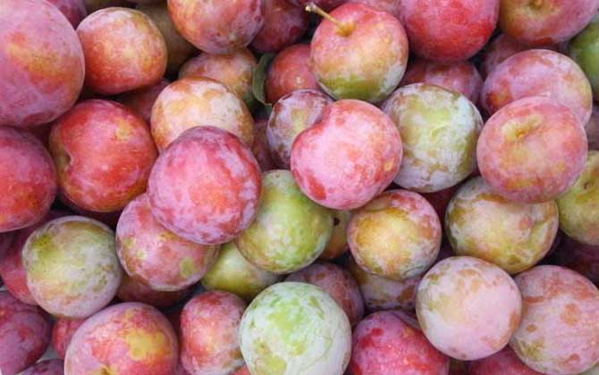 蜂蜜和哪些食物相克? 李子