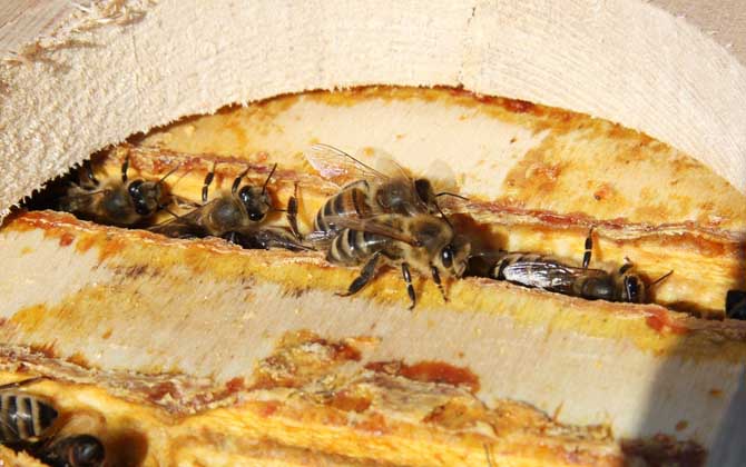 蜂膠有什么功效及用途? 蜂膠