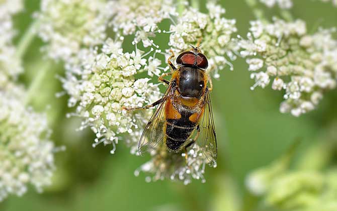 養100箱蜜蜂能掙多少錢? 養蜂掙錢