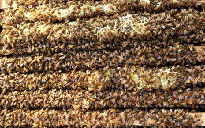 2021年意蜂王多少錢一只? 意蜂王多少錢一只