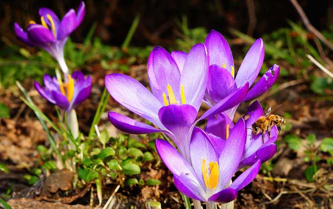 蜜蜂一生能采多少蜂蜜? 蜜蜂采蜜