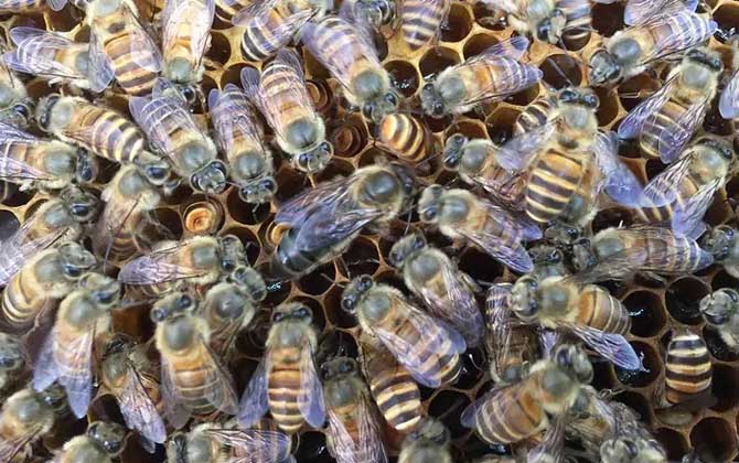 中蜂王多少錢(qián)一只