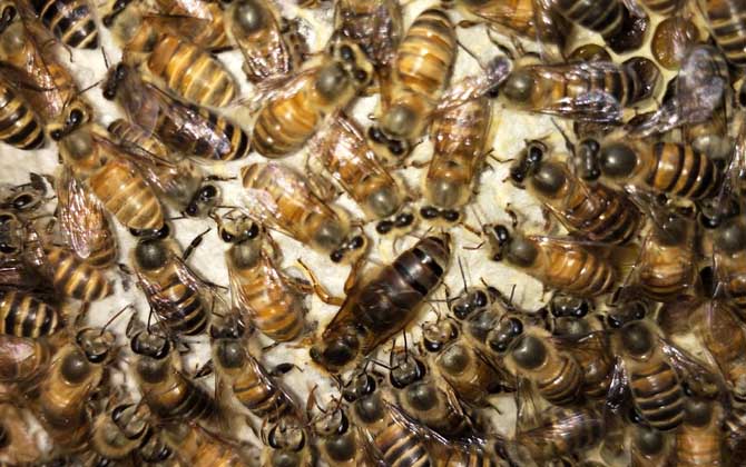 中蜂王多少錢(qián)一只