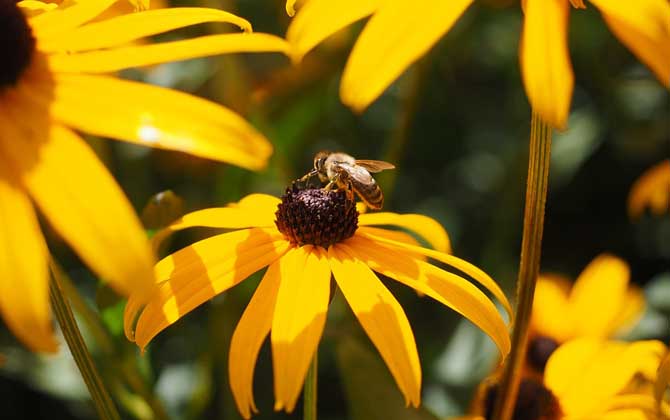 我國(guó)哪里的養(yǎng)蜂人最多? 養(yǎng)蜂