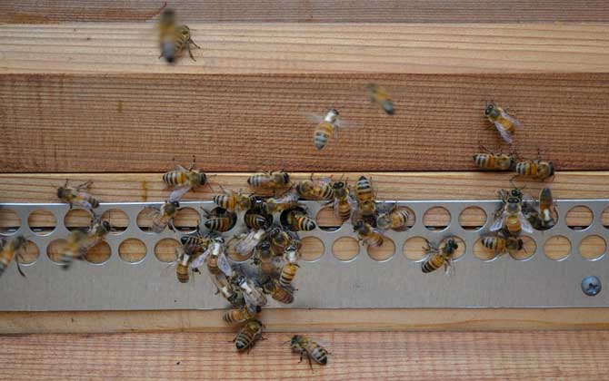 蜜蜂養(yǎng)殖有發(fā)展前景嗎? 蜜蜂養(yǎng)殖