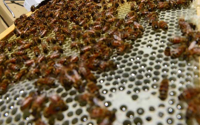 蜜蜂養(yǎng)殖有發(fā)展前景嗎? 蜜蜂養(yǎng)殖