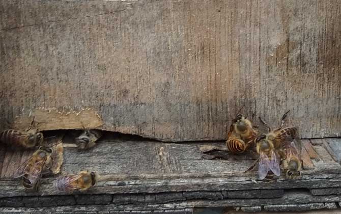 投資2萬養蜜蜂有多少利潤? 養蜂