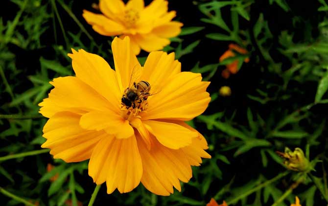 幼年蜂、青年蜂、壯年蜂、老年蜂的區別 工蜂
