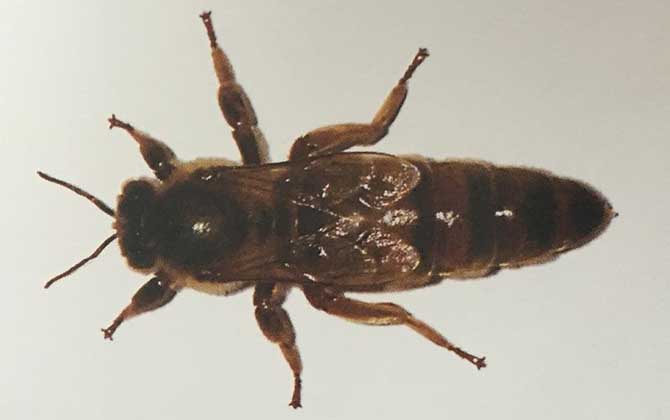 新疆黑蜂有什么特點? 新疆黑蜂