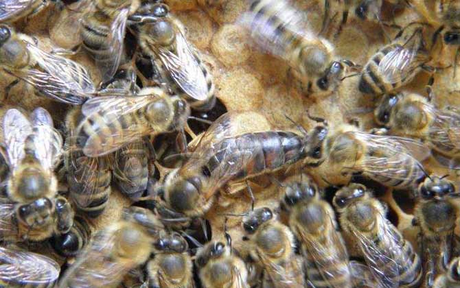 新疆黑蜂有什么特點? 新疆黑蜂