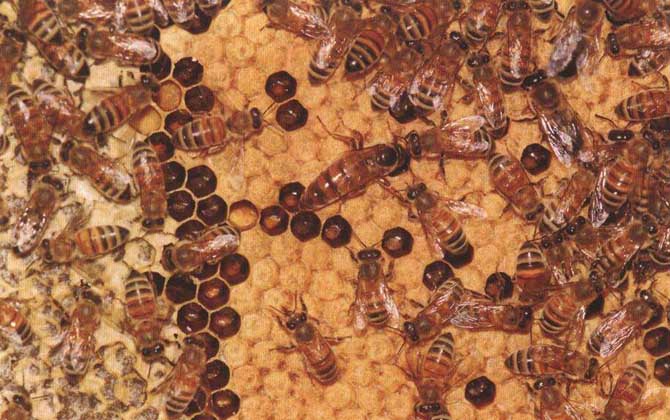 卡尼鄂拉蜂有什么特點(diǎn)? 卡尼鄂拉蜂