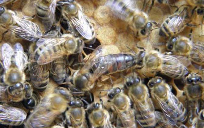 我國飼養的蜜蜂有哪些種類? 高加索蜂