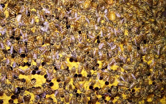 蜂王產(chǎn)卵后還會交尾嗎? 蜂王