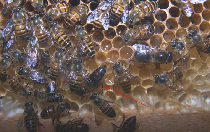 新蜂王交尾成功有什么標志? 新蜂王交尾