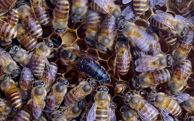 新蜂王交尾成功有什么標志? 新蜂王交尾