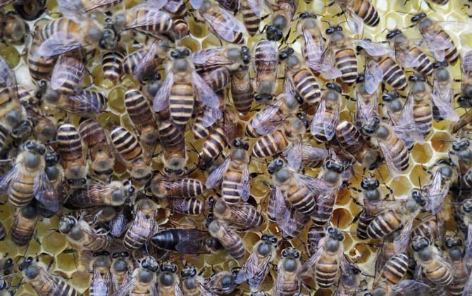 新蜂王出了幾天會分蜂? 分蜂