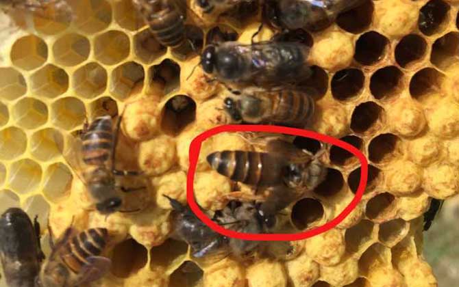 蜂王的產生是靠運氣嗎? 蜂王