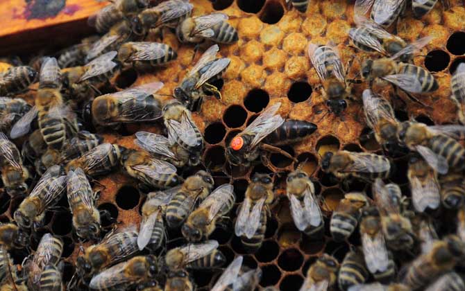 蜜蜂為什么要聽蜂王的? 蜂王