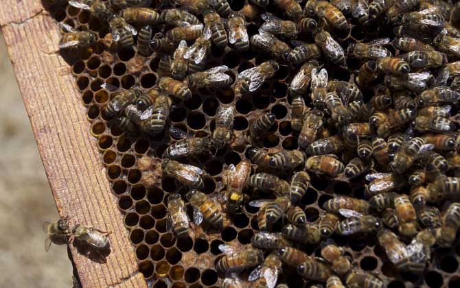 蜜蜂為什么要聽蜂王的? 蜂王