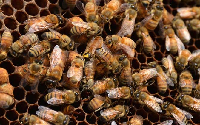 蜂王真的是領導者嗎? 蜂王