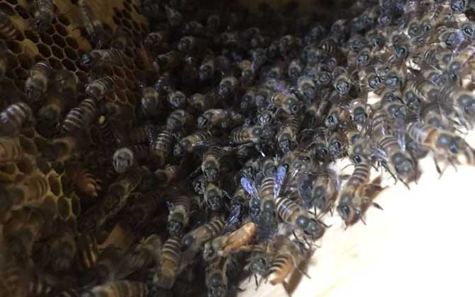 家里有蜜蜂窩怎么處理? 蜜蜂