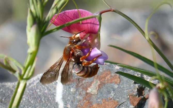 工蜂是公的還是母的? 工蜂