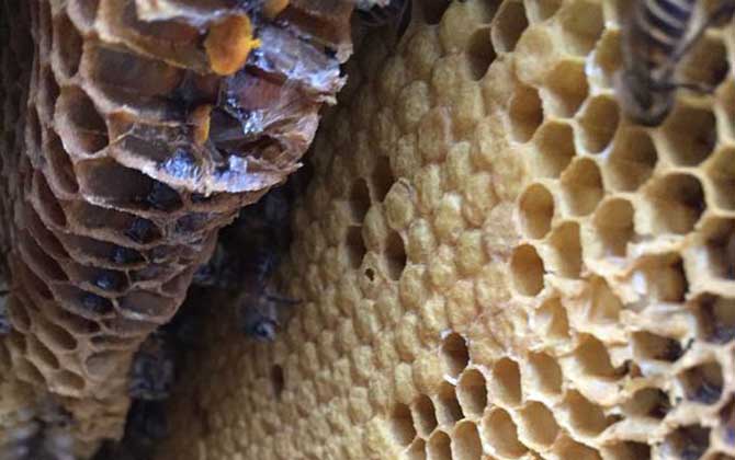 蜜蜂是怎么修筑蜂巢的? 蜜蜂筑巢