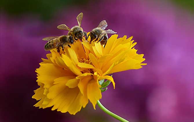 有關蜜蜂的資料有哪些? 蜜蜂