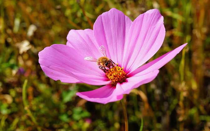 有關蜜蜂的知識有哪些? 蜜蜂