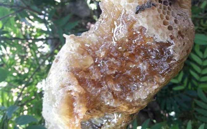 小蜜蜂和大蜜蜂的區(qū)別 小蜜蜂