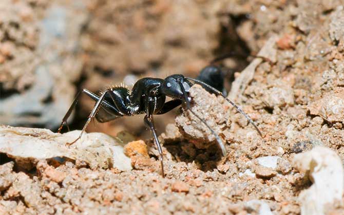 蜜蜂和螞蟻有什么區別? 螞蟻