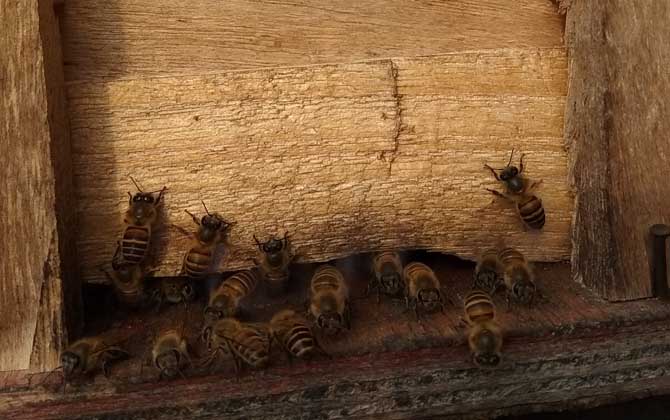 蜜蜂不出巢的原因是什么? 蜜蜂