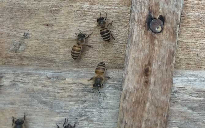 蜜蜂不出巢的原因是什么? 蜜蜂