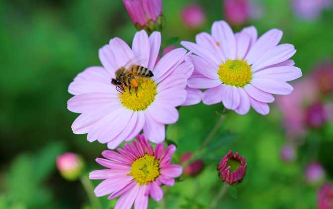 被蜜蜂蟄了為什么找不到刺? 蜜蜂