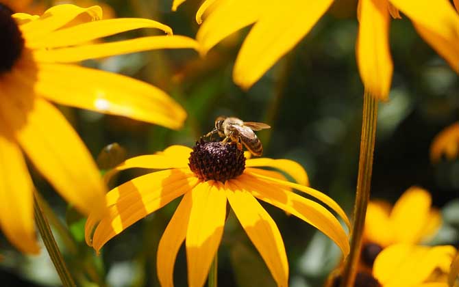 被蜜蜂蟄了為什么找不到刺? 蜜蜂