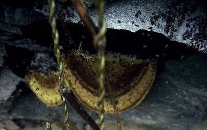 黑大蜜蜂生活在哪里? 黑大蜜蜂