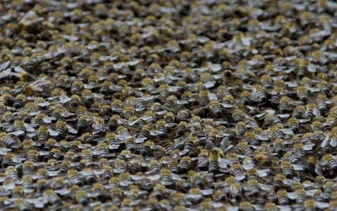 黑大蜜蜂生活在哪里? 黑大蜜蜂