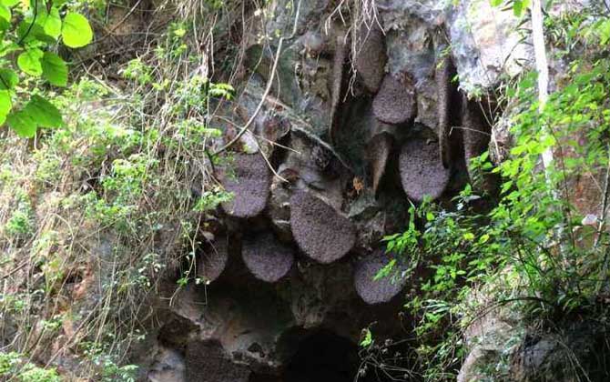 黑大蜜蜂生活在哪里? 黑大蜜蜂
