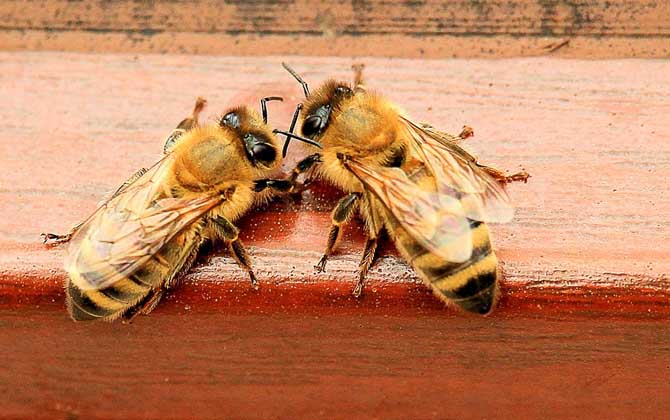 蜜蜂越冬最適溫度是多少? 蜜蜂