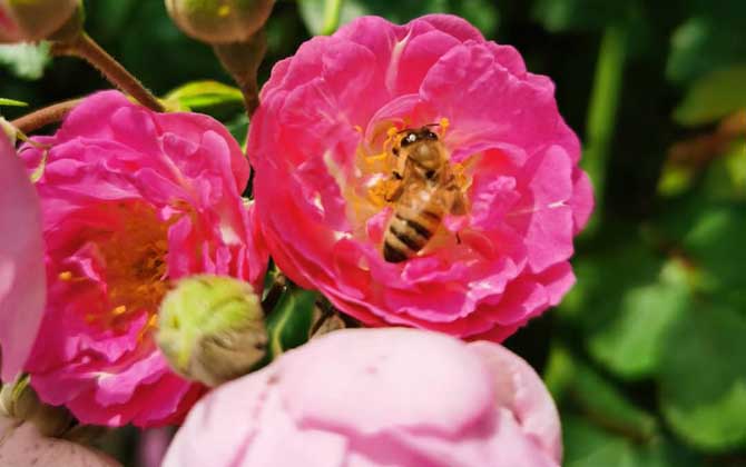 打死一只蜜蜂會(huì)報(bào)復(fù)嗎? 蜜蜂