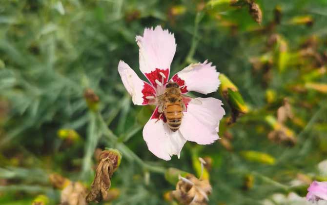 打死一只蜜蜂會(huì)報(bào)復(fù)嗎? 蜜蜂