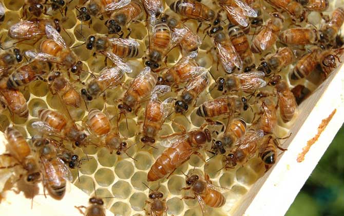 蜂群失王最多能堅持多久? 蜂王